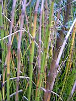 Equisetum fluviatile E. Limosum (fam Equisetacees) (rg temperees) (2) (Photo F. Mrugala)